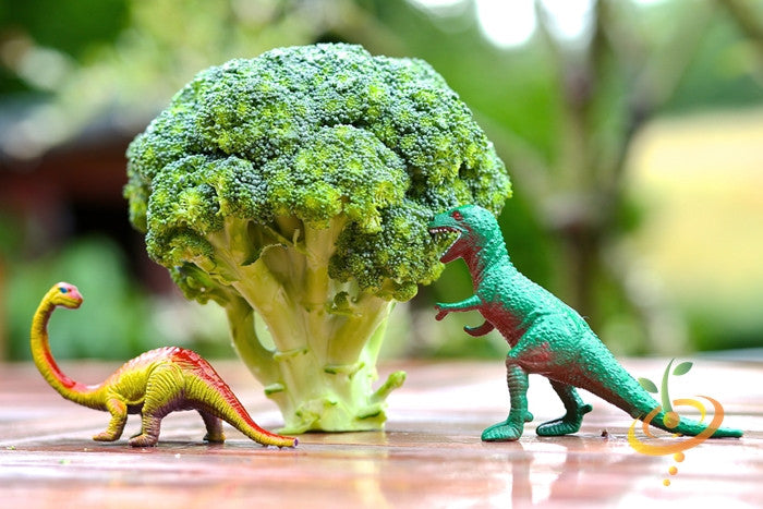 Broccoli - Di Cicco.