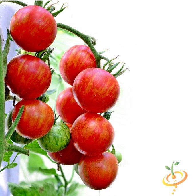 Tomato - Tigerella (Indeterminate)