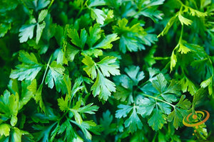 Parsley - Dark Green Italian Giant.