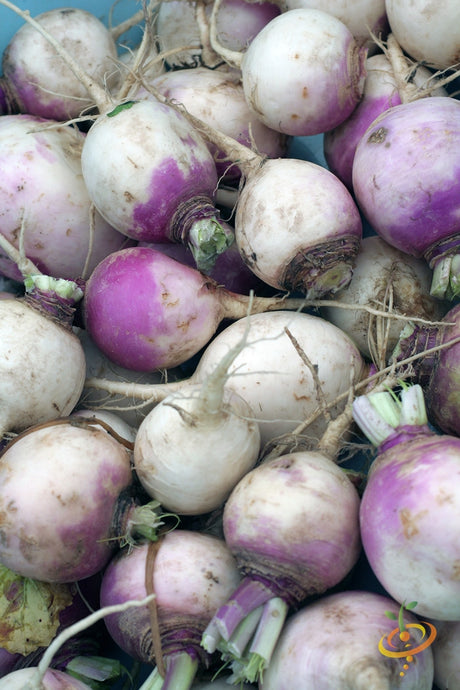 Rutabaga - American Purple Top.