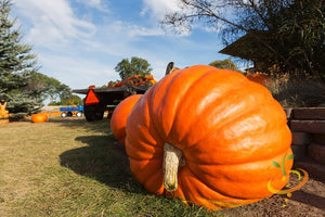 Pumpkin - Big Max.