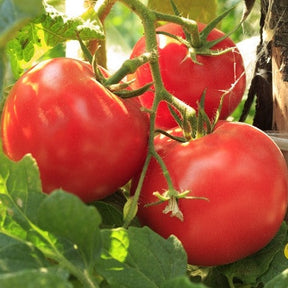 Organic Floradade determinate tomato seeds from SeedsNow, shown in a close-up image of fresh ripe tomatoes.