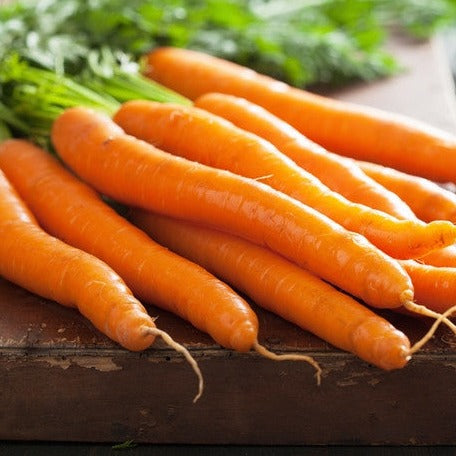 Carrot - Kuroda, 8" Long.