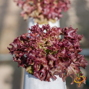 Close-up of red leaf lettuce Salad Bowl variety growing in a hydroponic system
