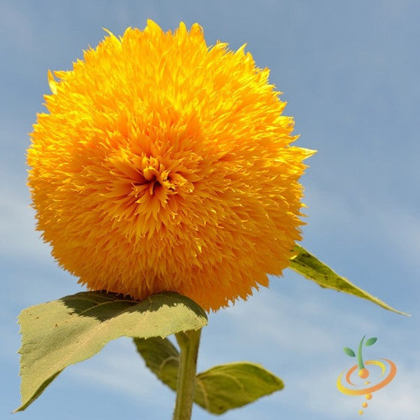 Flowers - Sunflower, Sun Gold/Sunspot (Tall)
