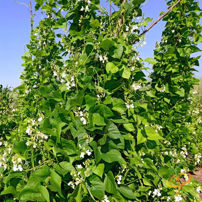 Bean (Bush) - Kentucky Wonder, White.