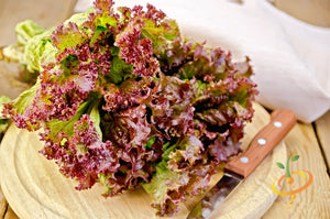 Lettuce - Salad Bowl, Red.