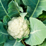 Cauliflower - All Year Round - SeedsNow.com