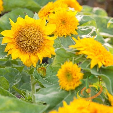 Flowers - Sunflower, Sun Gold/Sunspot (Dwarf)