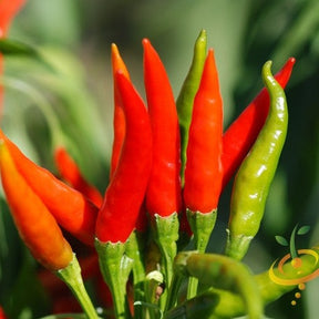 Close-up of ripe and unripe Tabasco peppers on plant with green leaves background