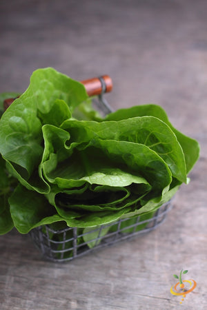 Lettuce - Romaine, Dark Green.