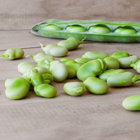 Fresh green Lima beans from Henderson SeedsNow, showcasing plump, smooth beans in a natural setting.