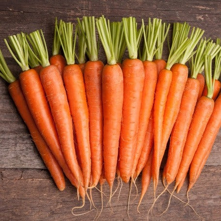 Carrot - Tendersweet, 7" Long