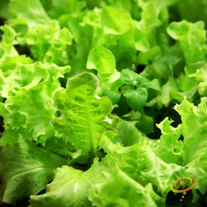 Lettuce - Salad Bowl, Green - SeedsNow.com