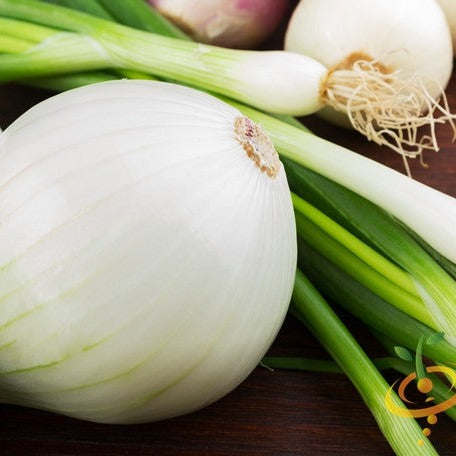Onion - Spanish Sweet, White (Long Day) - SeedsNow.com