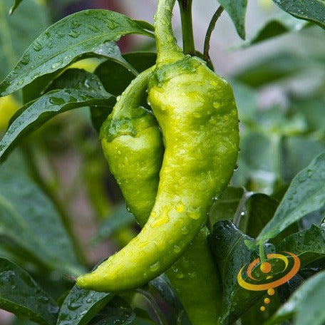 Pepper (Hot) - Big Jim 🔥 (HYBRID) - SeedsNow.com