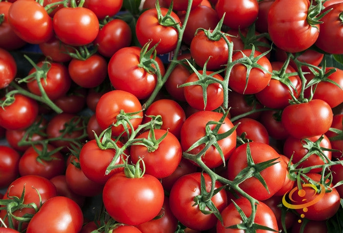 Tomato - Cherry, Red (Small) [INDETERMINATE].