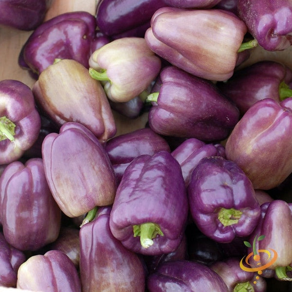 Pepper (Sweet) - Purple Beauty