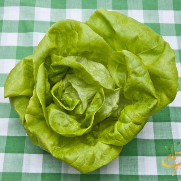 Lettuce - Summer Bibb - SeedsNow.com