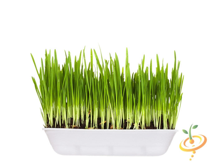 Sprouts/Microgreens - Barley Grass.
