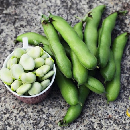 Bean, Fava/Broad - Broad Windsor - SeedsNow.com