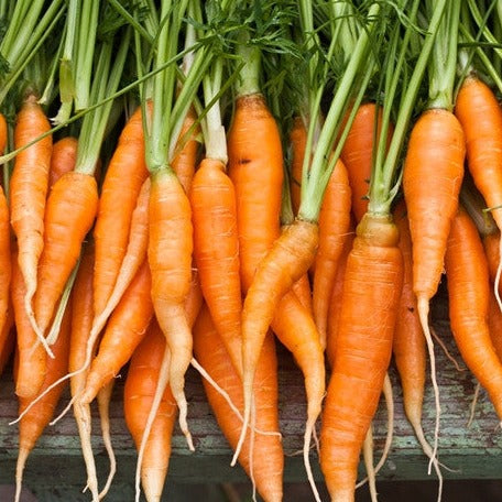 Carrot - Autumn King, 10" Long