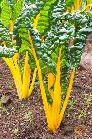 Swiss Chard - Orange.