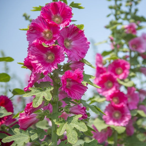 Flowers - Hollyhock, Indian Spring Mix