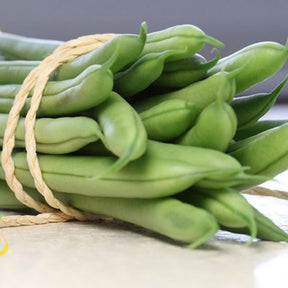 Blue Lake bush bean seeds from SeedsNow, showing vibrant green seeds in a clear package for planting and gardening.