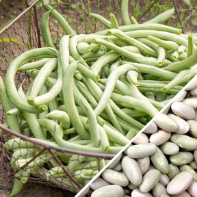 Bush bean Jade seeds from SeedsNow, showing vibrant green bean pods and lush foliage on a healthy plant.