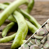 Bean (Fava/Pole) - Broad Windsor.