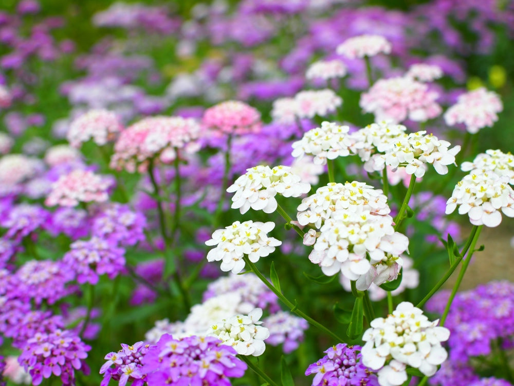 Flowers - Candytuft, Fairy Dwarf Mix - SeedsNow.com