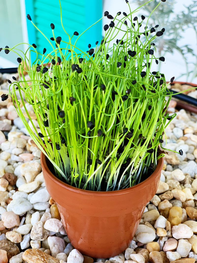 Sprouts/Microgreens - Chives, Garlic - SeedsNow.com