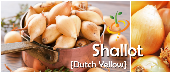 Shallot (sets) - Dutch Yellow - SeedsNow.com