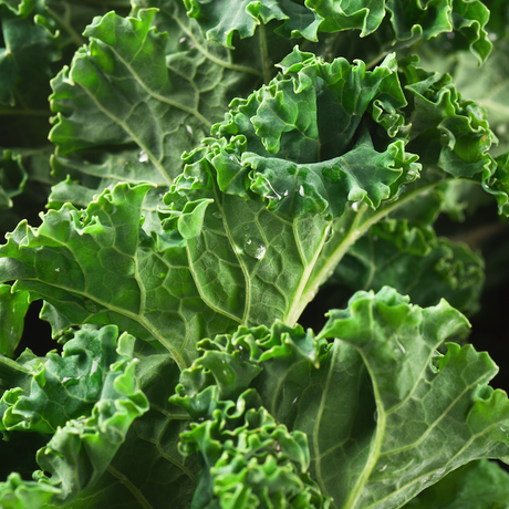 Kale - Siberian Dwarf - SeedsNow.com