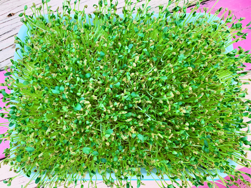 Sprouts/Microgreens - Fenugreek