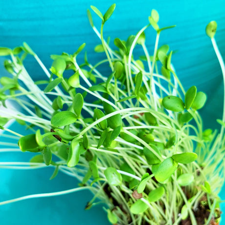 Sprouts/Microgreens - Flax (brown) - SeedsNow.com