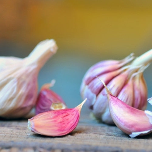 Garlic - (Soft Neck) Early Purple Italian (Organic) *PRE-ORDER*
