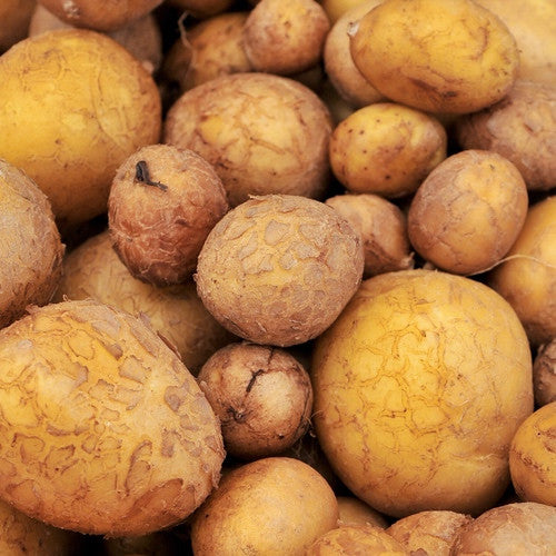 Potato (Mid-Season) - German Butterball (ORGANIC)