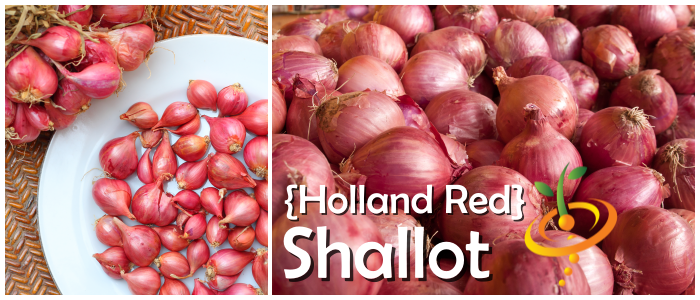 Shallot (sets) - Holland Red (Organic) - SeedsNow.com
