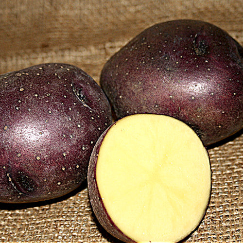 Potato (Mid-Season) - Huckleberry Gold (ORGANIC)
