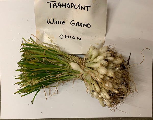 Onion (Transplants) - Grano, White (Short Day)