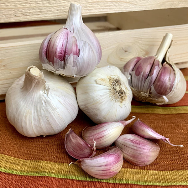 Garlic - (Hard Neck) Killarney, Red - SeedsNow.com