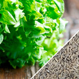 Lettuce - Black Seeded Simpson - SeedsNow.com