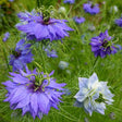 Flowers - Love-in-a-Mist - SeedsNow.com