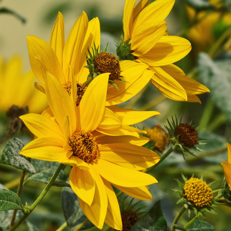 Flowers - Sunflower, Maximillian
