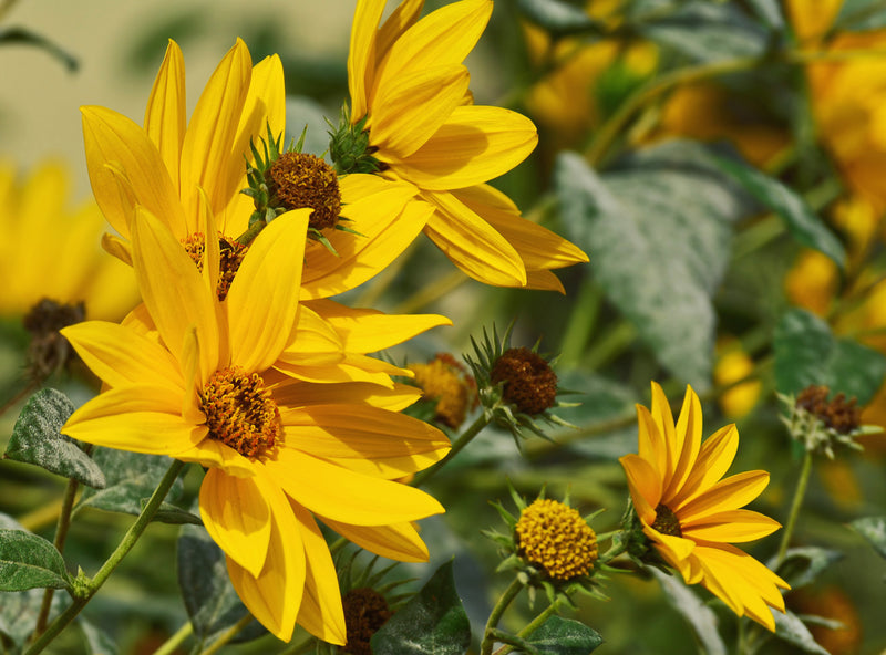 Flowers - Sunflower, Maximillian