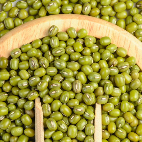 Sprouts/Microgreens - Bean, Mung