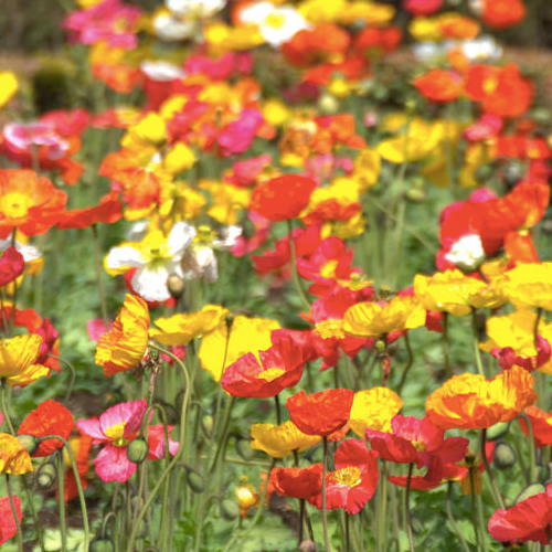 Wildflowers - Partial Shade Scatter Garden Seed Mix