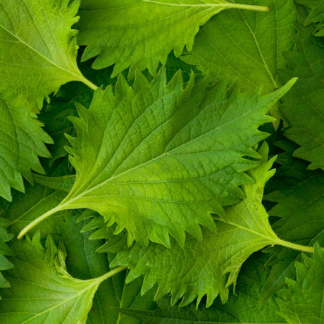 Shiso, Green (Perilla Leaf, Japanese Basil) - SeedsNow.com